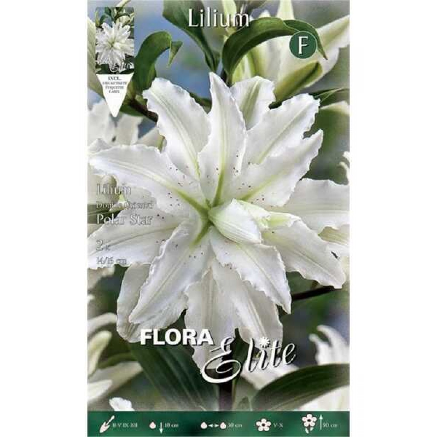 Polar Star Double Oriental Lilies Lilium Polar Star